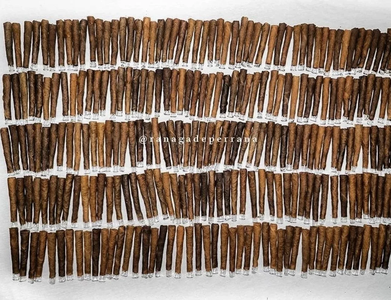 Rows of hand-rolled blunts lined up on a table